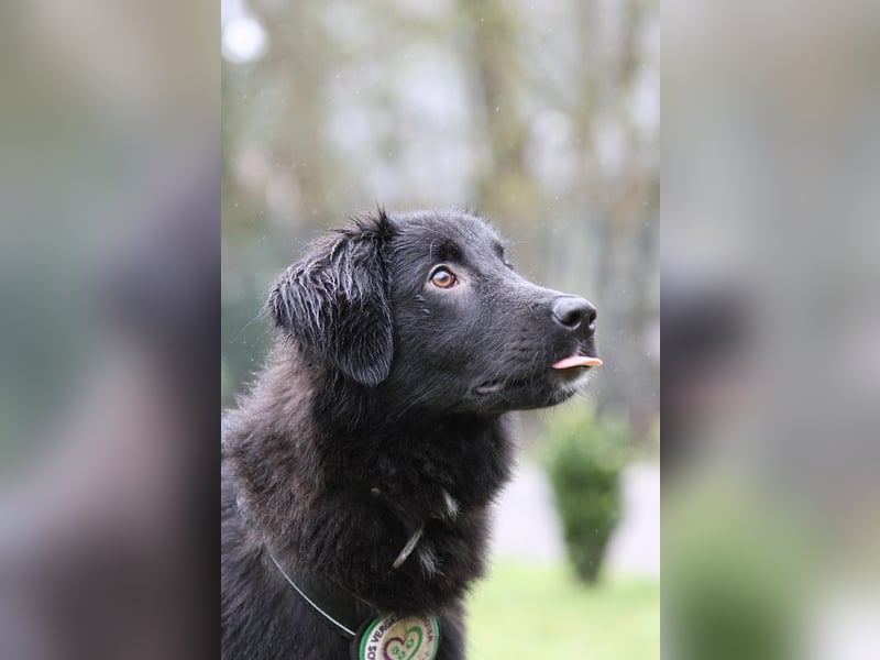 Lassie sucht ein erfahrenes Zuhause.