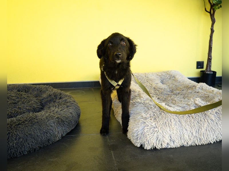 Bambo unser Herzenshund...