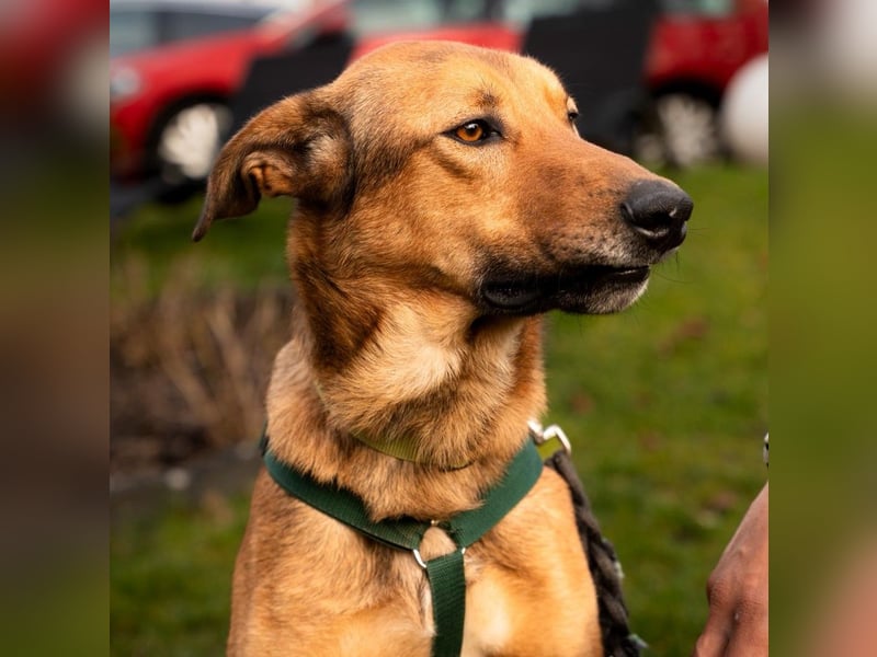 Jack sucht liebevolle Familie...