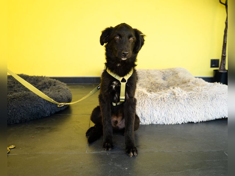Bambo unser Herzenshund...