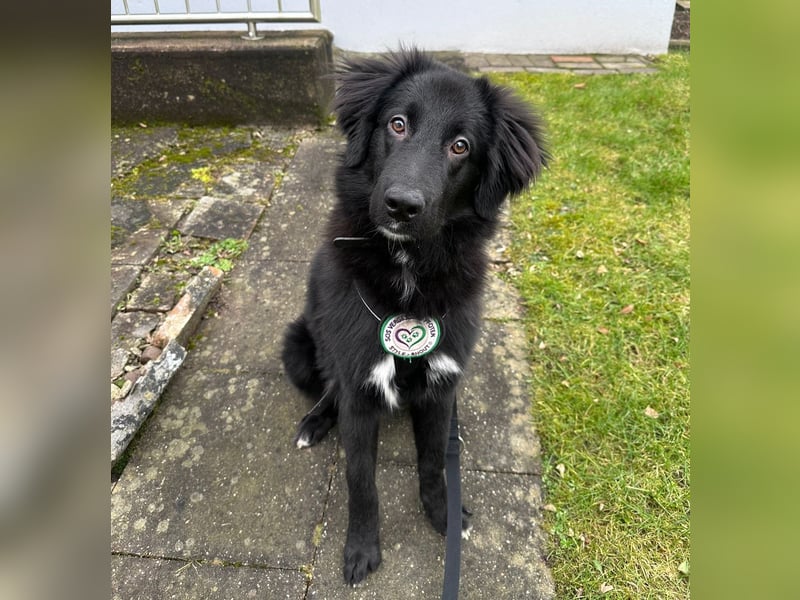 Lassie sucht ein erfahrenes Zuhause.