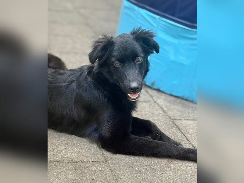 Bambo unser Herzenshund...