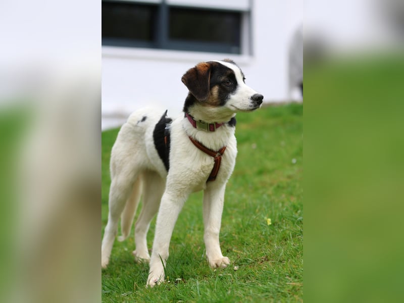 L'ours sucht sein Glück ...