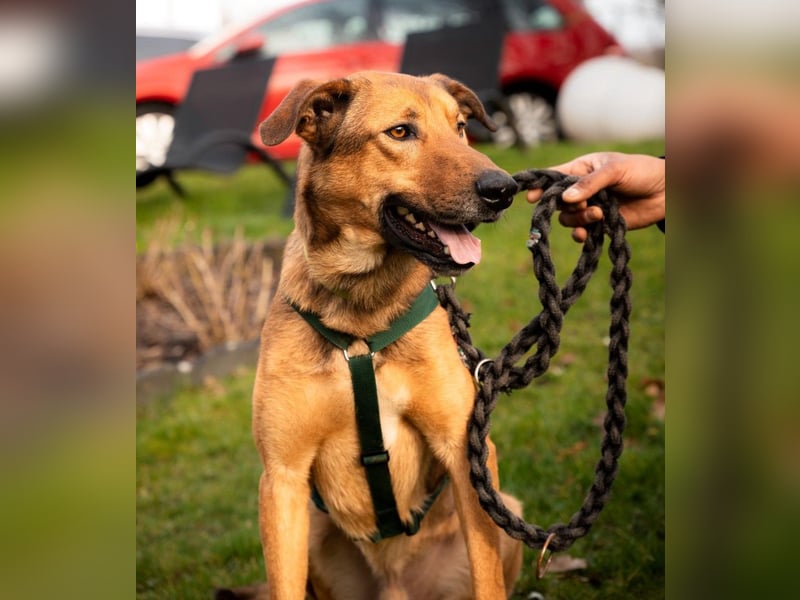 Jack sucht liebevolle Familie...