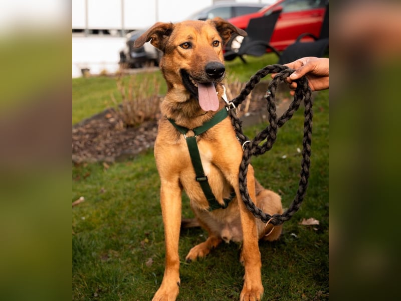 Jack sucht liebevolle Familie...