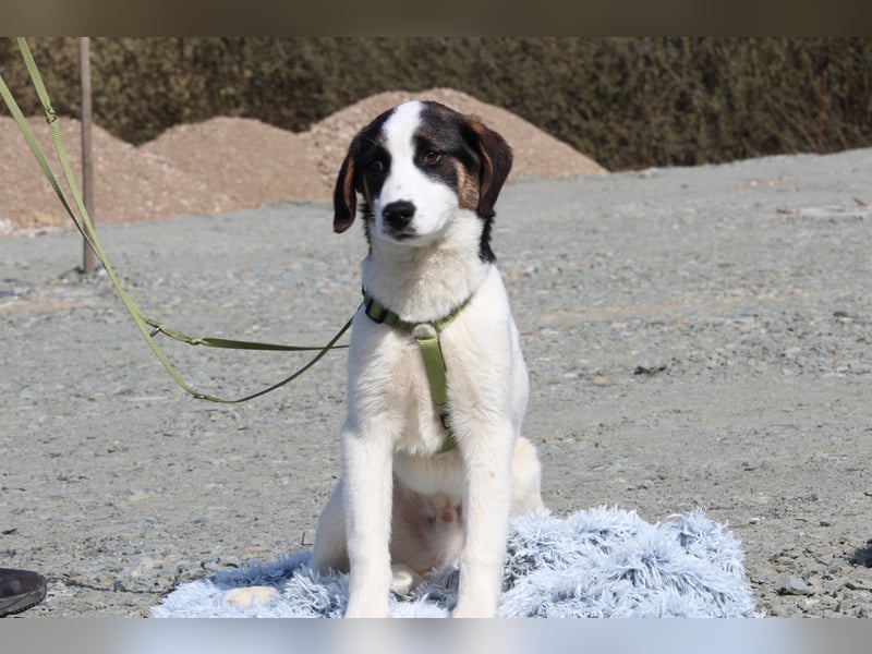 L'ours sucht sein Glück ...