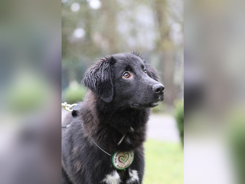 Lassie sucht ein erfahrenes Zuhause.