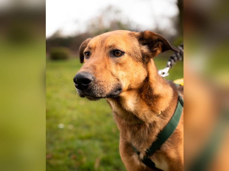 Jack sucht liebevolle Familie...