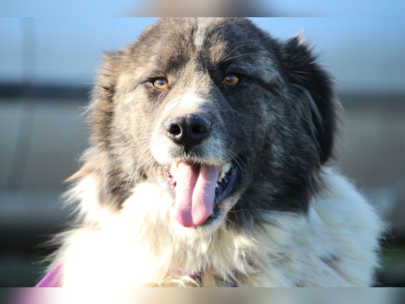 Bella unser Herzenshund...