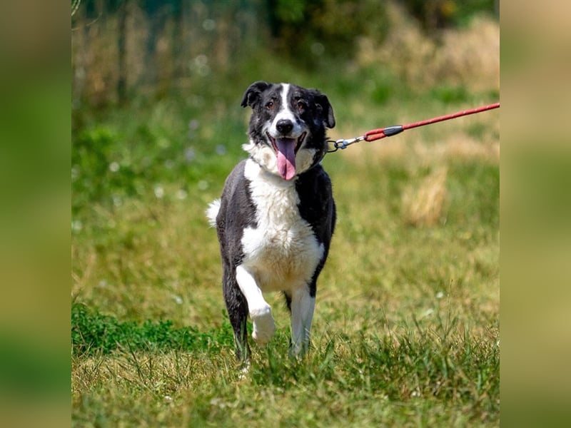 Domino - sucht Paten für einen schönen Lebensabend