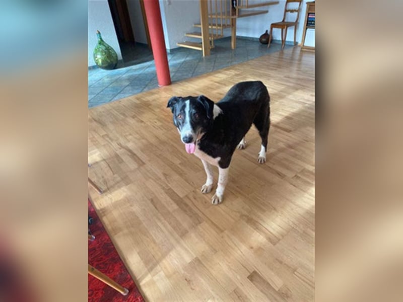 Domino - sucht Paten für einen schönen Lebensabend