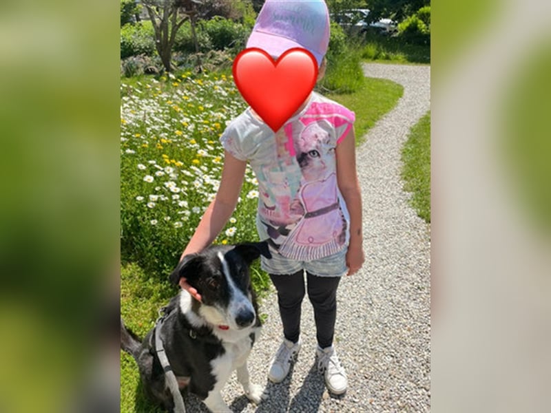 Domino - sucht Paten für einen schönen Lebensabend