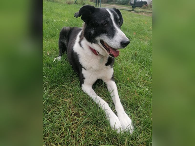 Domino - sucht Paten für einen schönen Lebensabend