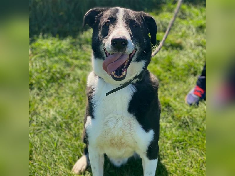 Domino - sucht Paten für einen schönen Lebensabend