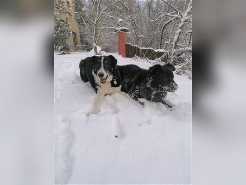 Domino - sucht Paten für einen schönen Lebensabend