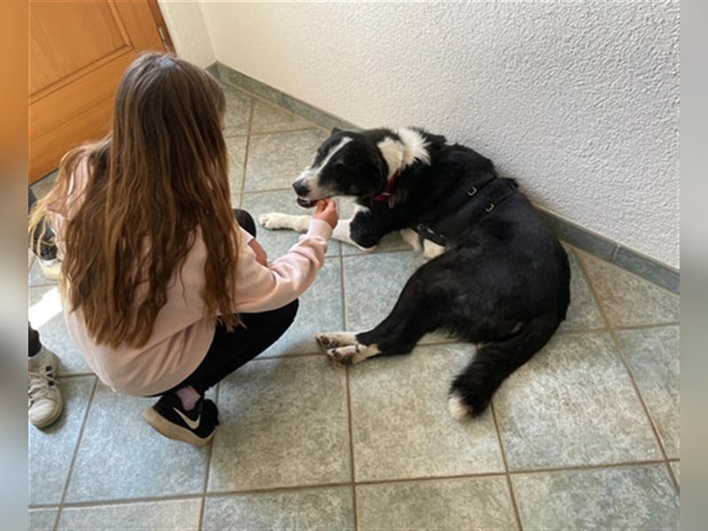 Domino - sucht Paten für einen schönen Lebensabend