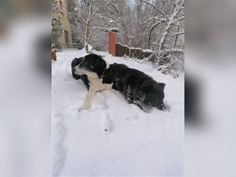 Domino - sucht Paten für einen schönen Lebensabend