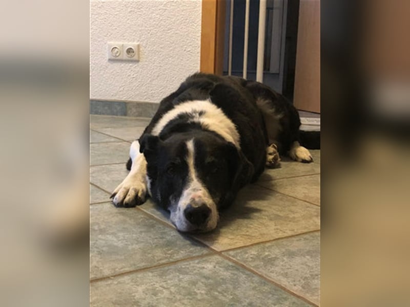 Domino - sucht Paten für einen schönen Lebensabend