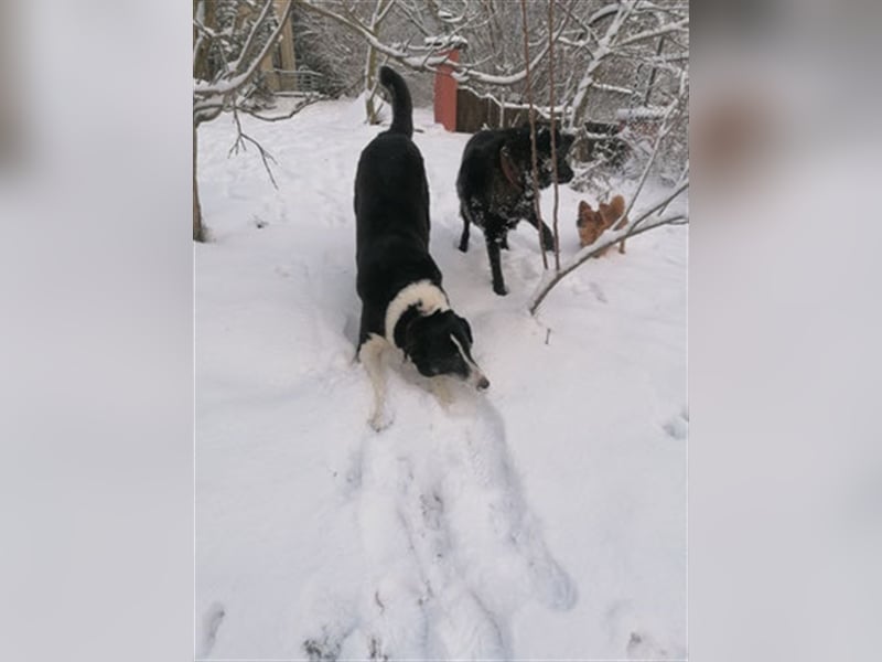 Domino - sucht Paten für einen schönen Lebensabend