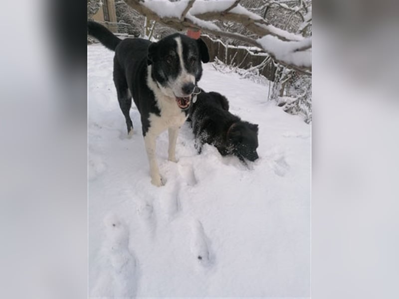 Domino - sucht Paten für einen schönen Lebensabend