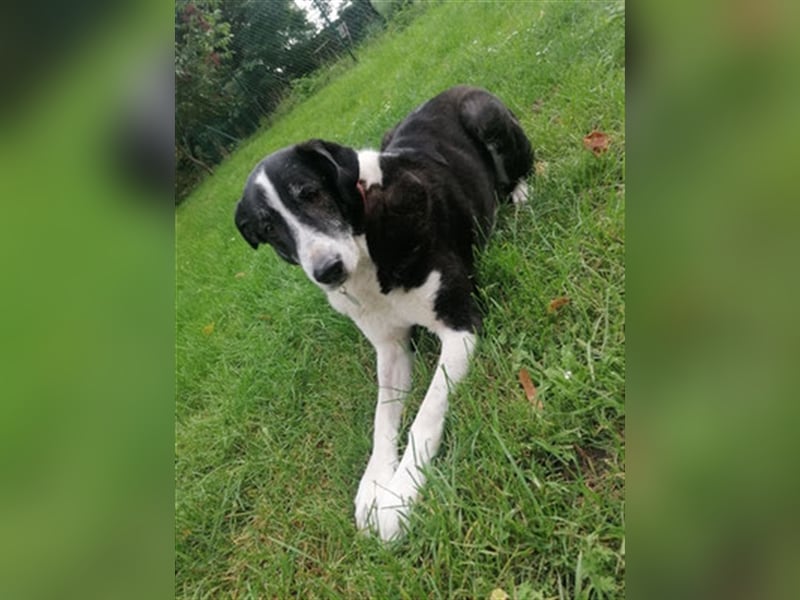 Domino - sucht Paten für einen schönen Lebensabend