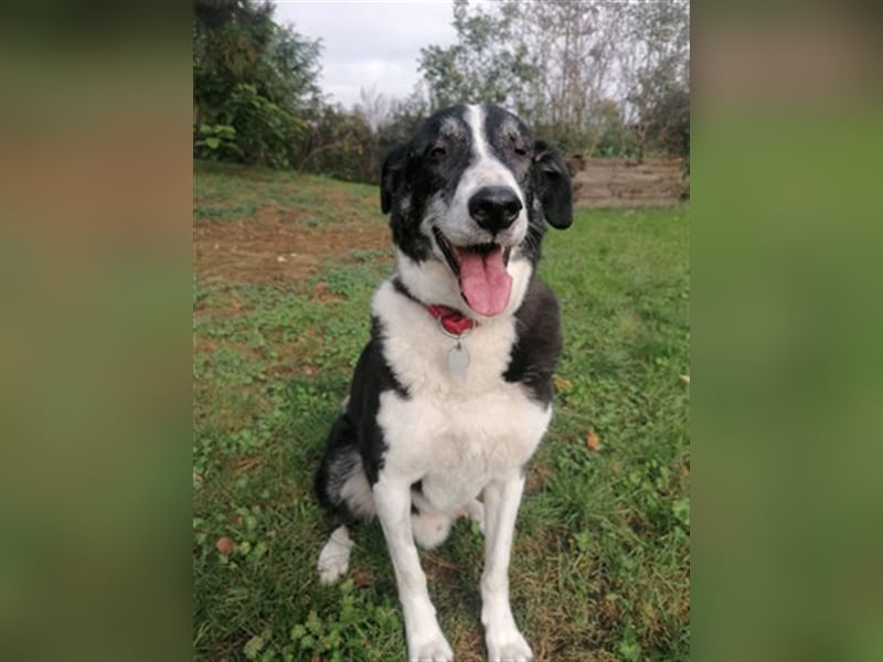 Domino - sucht Paten für einen schönen Lebensabend