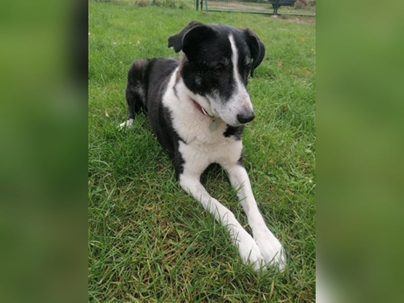 Domino - sucht Paten für einen schönen Lebensabend