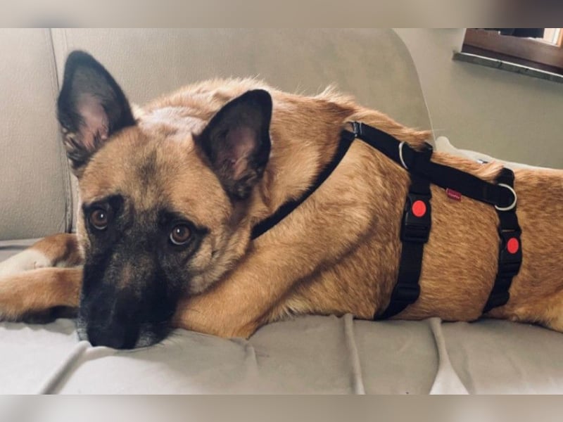 Rumo - Charmeur der klare aber ruhige Führung sucht