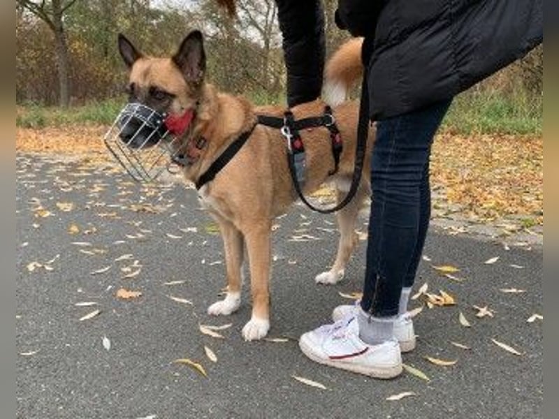 Rumo - Charmeur der klare aber ruhige Führung sucht