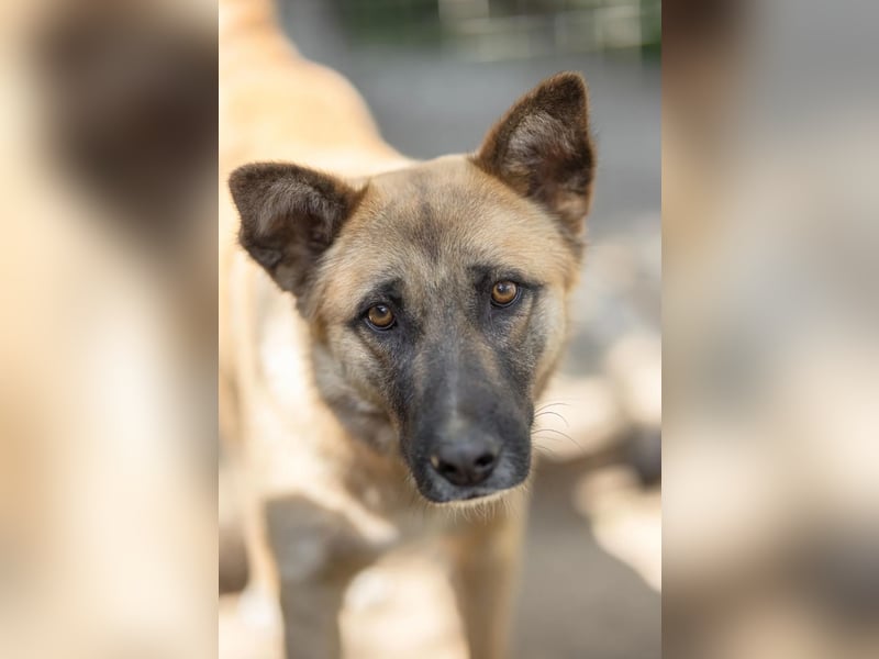 Rumo – sensibler Charmeur sucht erfahrene Menschen