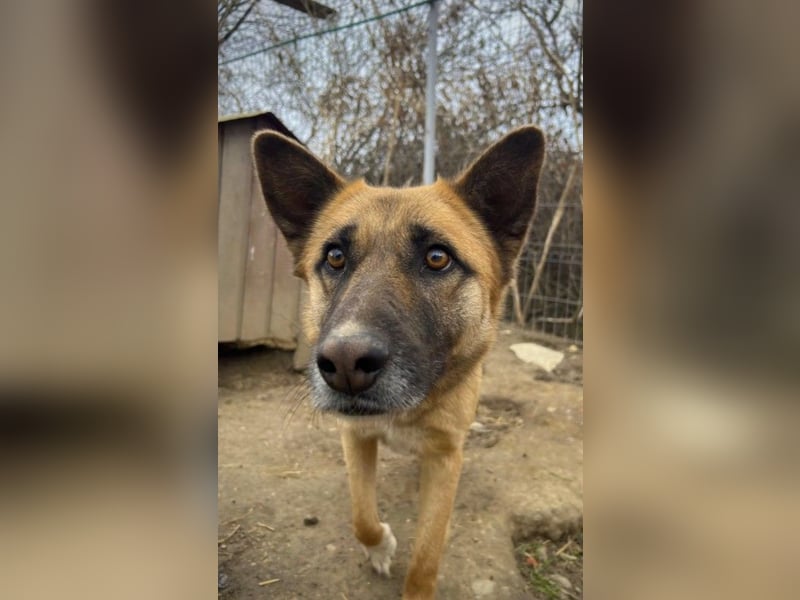 Rumo - Charmeur der klare aber ruhige Führung sucht