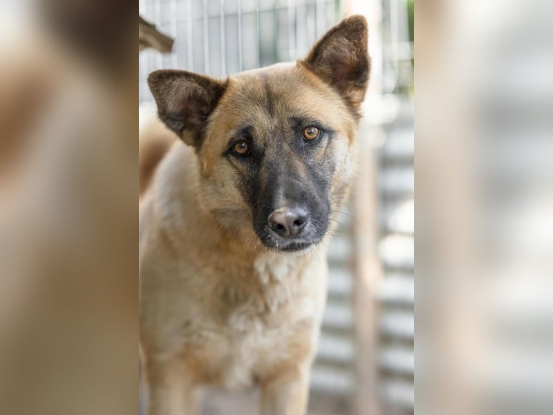 wunderschöner RUMO sucht einfühlsame Menschen wunderschöner RUMO sucht einfühlsame Menschen