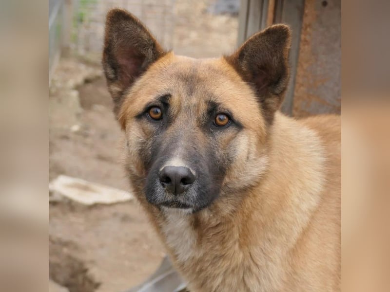 Rumo - Charmeur der klare aber ruhige Führung sucht