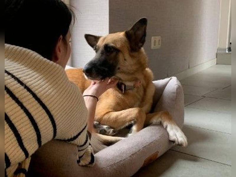 Rumo - Charmeur der klare aber ruhige Führung sucht