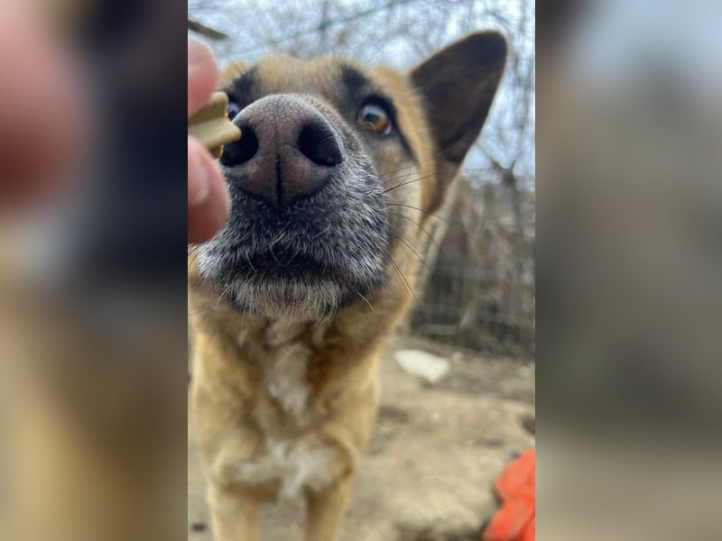 Rumo - Charmeur der klare aber ruhige Führung sucht