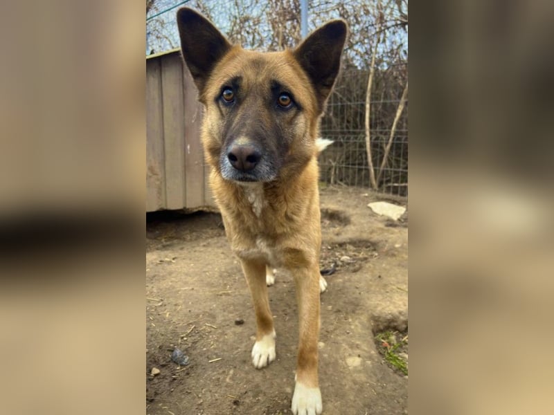 wunderschöner RUMO sucht einfühlsame Menschen wunderschöner RUMO sucht einfühlsame Menschen