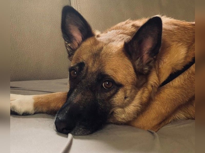 Rumo - Charmeur der klare aber ruhige Führung sucht