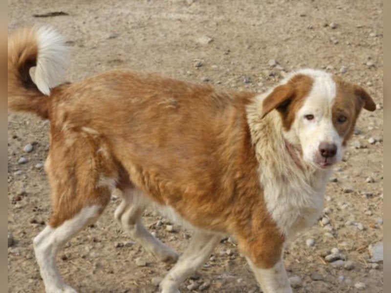 Opi Jose sucht Heim oder Pate