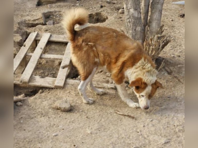 Opi Jose sucht Heim oder Pate