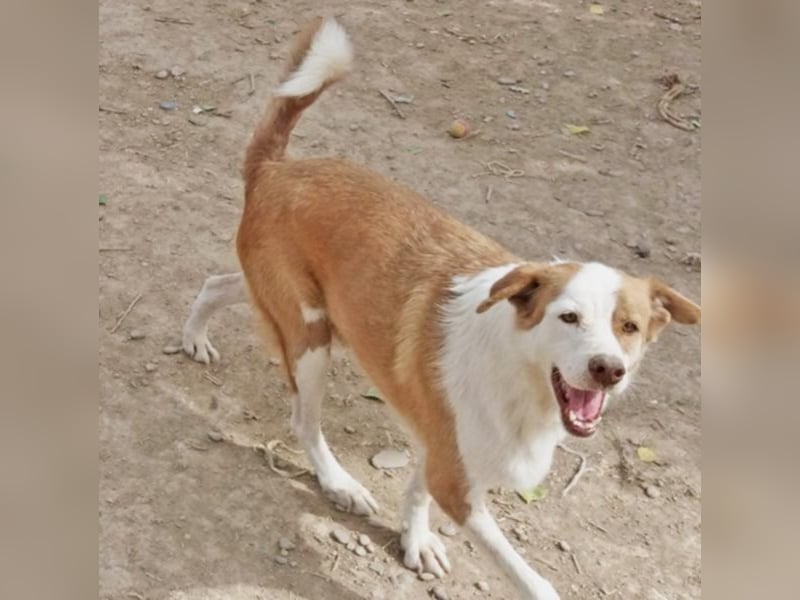 Opi Jose sucht Heim oder Pate