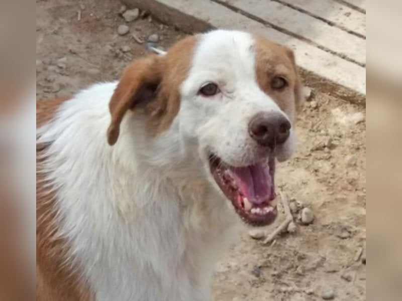 Opi Jose sucht Heim oder Pate