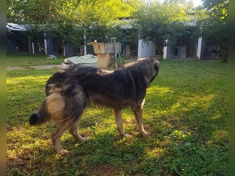 Zauberhafter Zorro-darf er einziehen? ❤