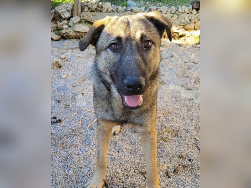 CharmingBoy ♥Luis♥ liebenswertes Fellherz