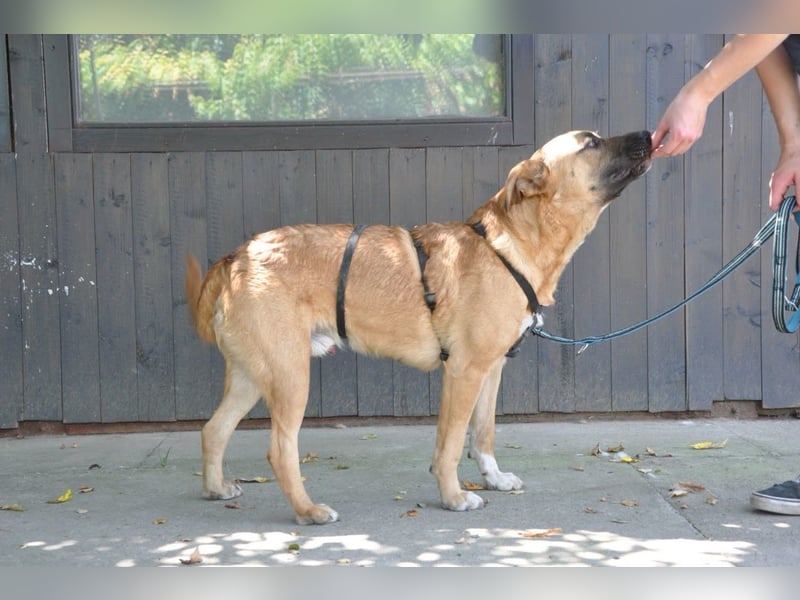 Jungrüde Mephisto - aktiv-schmusig = Familienhund