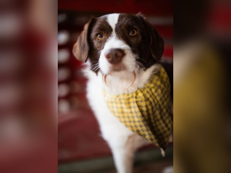 ♥ Šarenko ♥ toller, verschmuster 3-Beiner