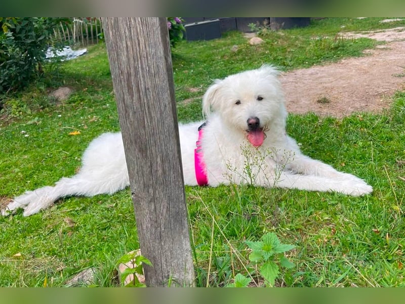 Kluge, freundliche ♥ Lucy ♥ wartet bereits in 22145 Hamburg auf ihren Für-Immer-Familienanschluss