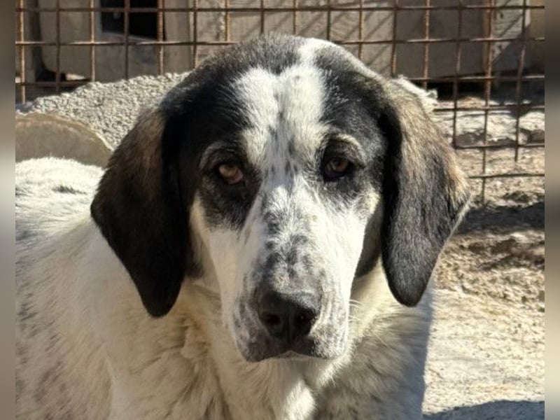 Ananda ❤️ liebe, treue Fellfreundin fürs Leben