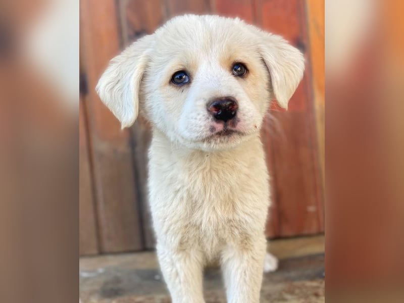 Nacho, geb. ca. 03/2026 , lebt in GRIECHENLAND, auf einer privaten Pflegestelle