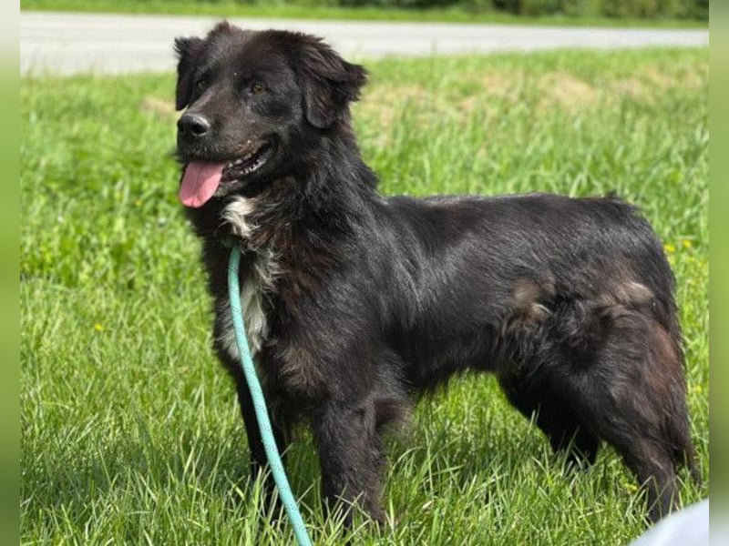 Morach ❤️ sanfter & so lieber Hundeschatz