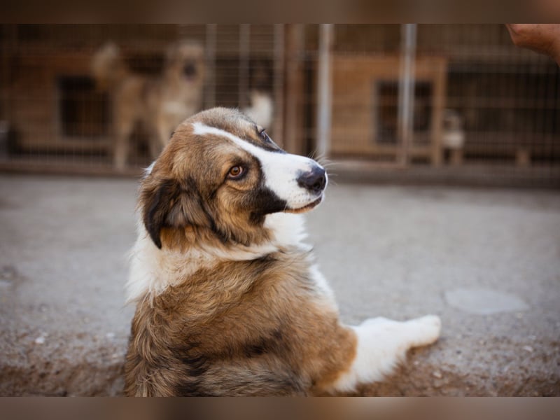 Energiebündel Jonesy - sucht Liebe und Halt Energiebündel Jonesy - sucht Liebe und Halt